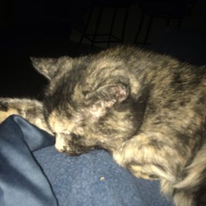 Meet your Posher, Katie